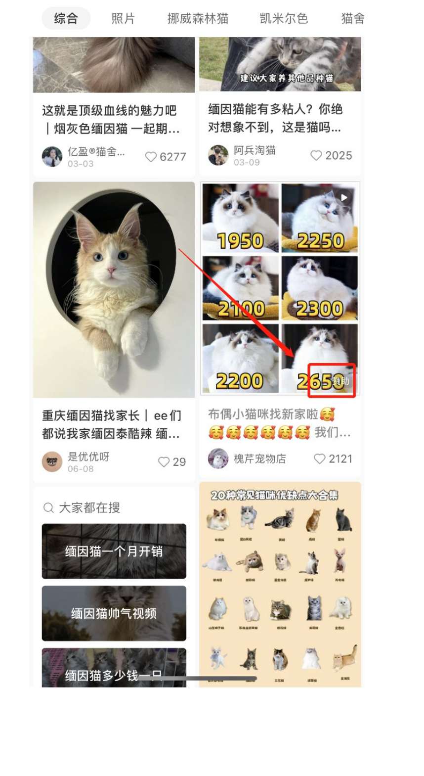 揭秘小猫咪活体小红书打粉项目，高客单价，每单利润 5000+ 认真坚持落地实操 轻松月入过万（篇二）-项目村