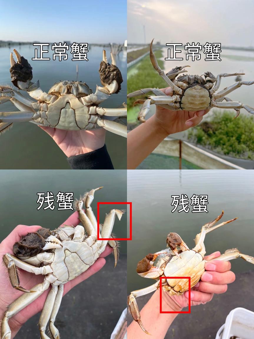小红书残蟹项目全套细节玩法，复制就能出单的实操复盘 全文1W字-项目村